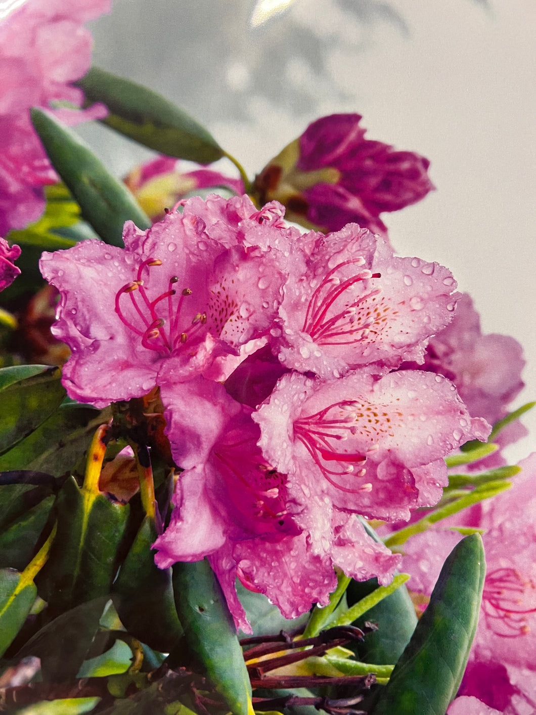 Rhododendron close up print